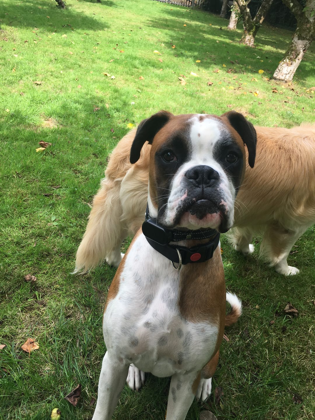 Customer photo review of Anti Bark Training Collar
