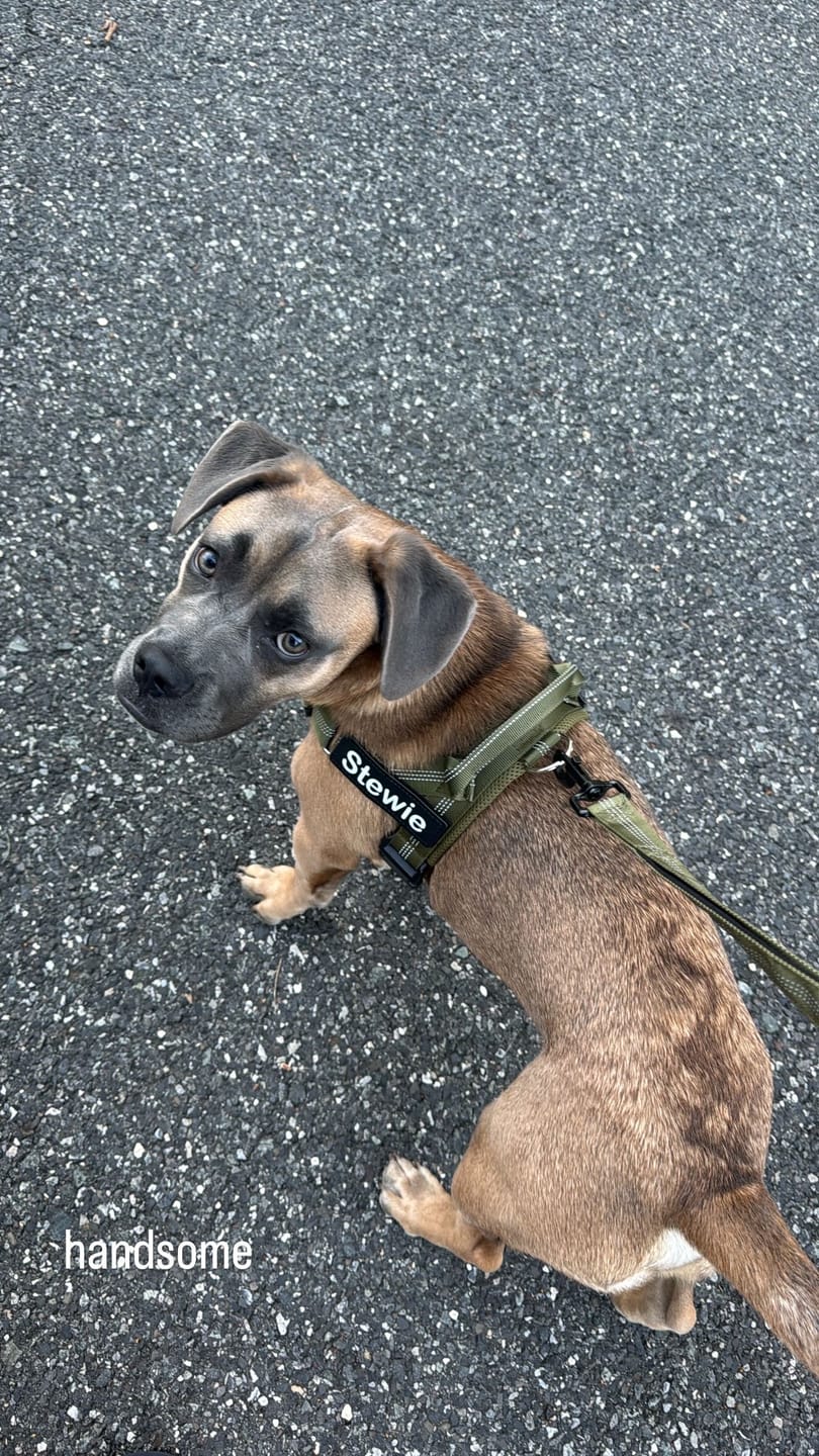 Customer photo review of Personalized No-Pull Dog Harness