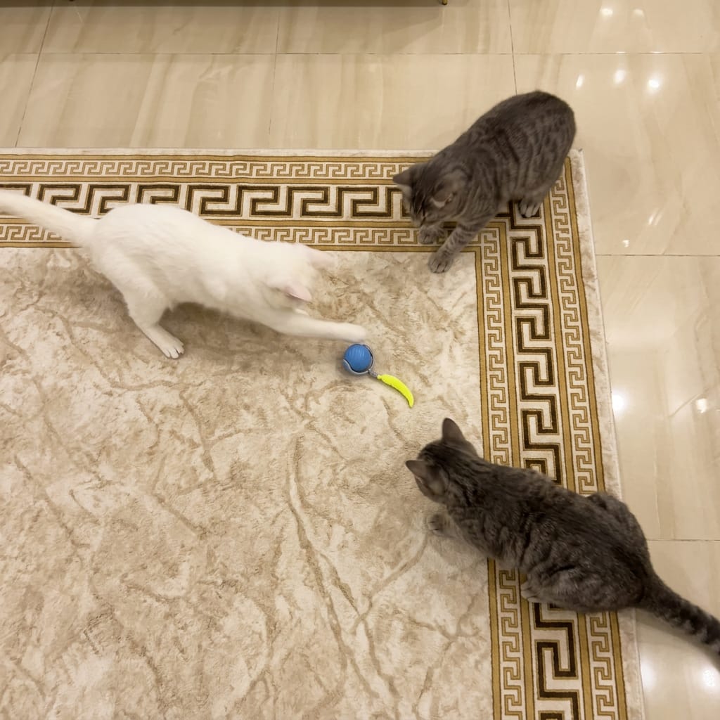 Customer photo review of Pelota interactiva para gatos