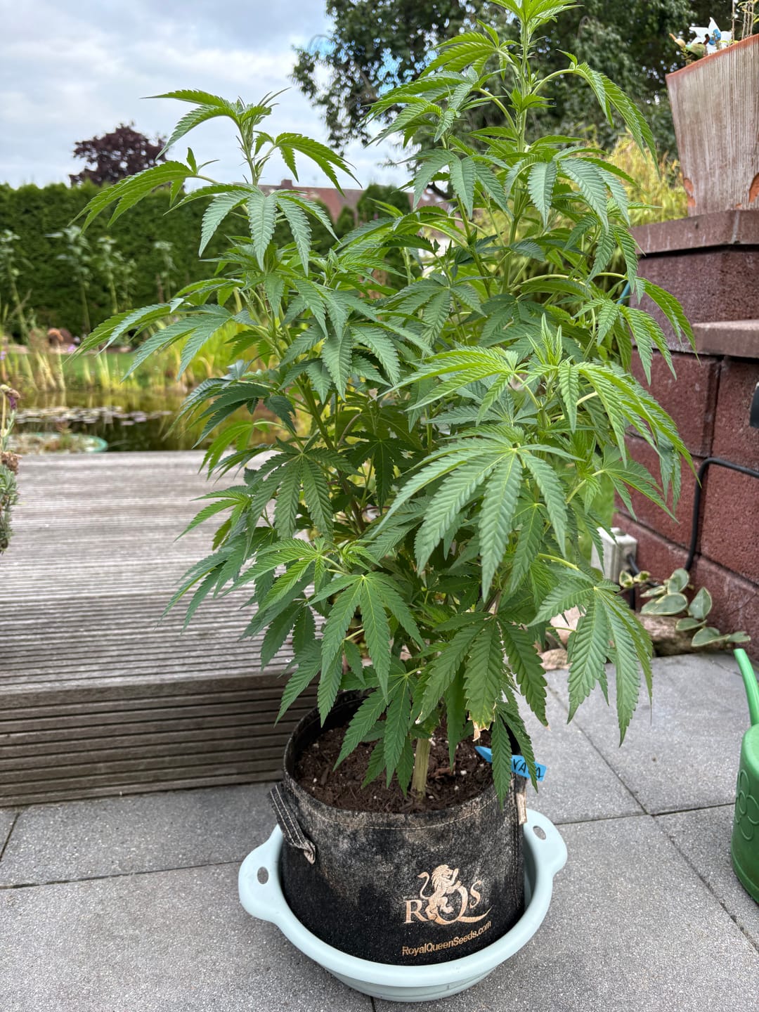 Customer photo review of Hanfstecklinge | L.A Vanilla Cake