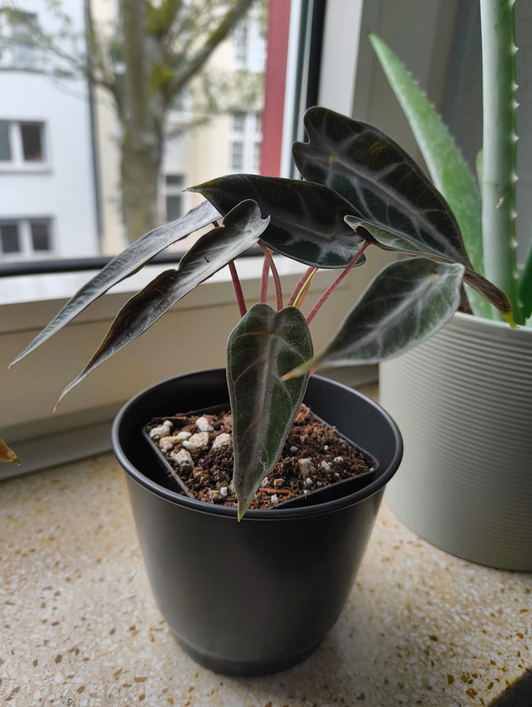 Customer photo review of ALOCASIA BAMBINO