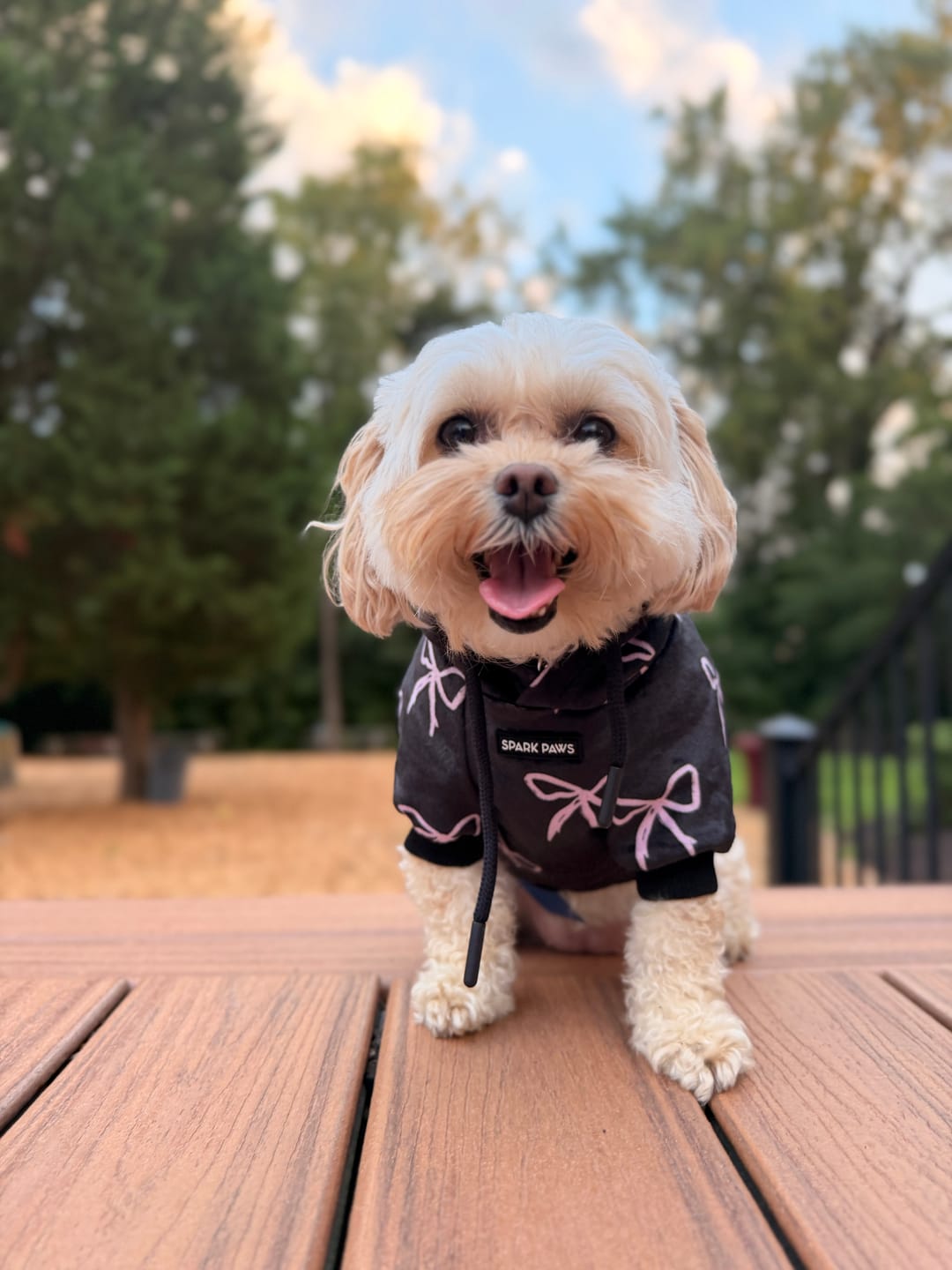 Customer photo review of Coquette Dog Hoodie