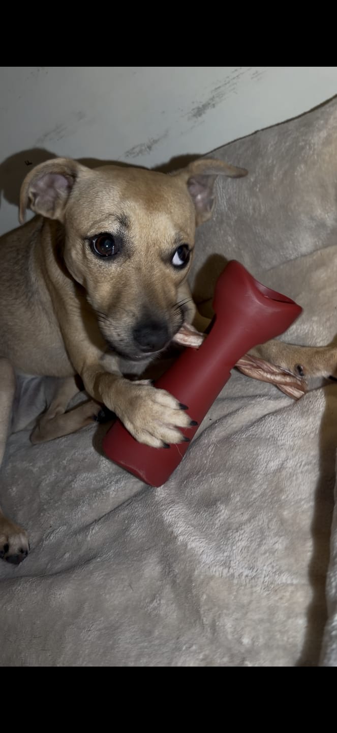 Customer photo review of Bully Stick Safety Holder