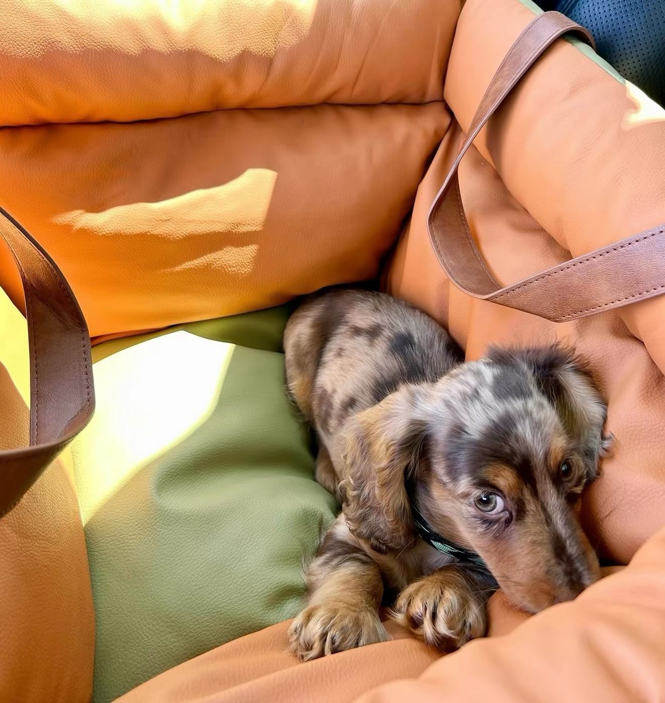 Customer photo review of Deluxe Faux Leather Dog Car Seat