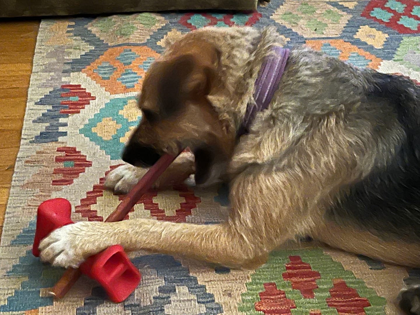 Customer photo review of 12 Inch Standard Bully Sticks