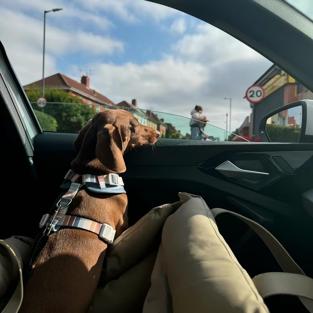 Customer photo review of Deluxe Faux Leather Dog Car Seat