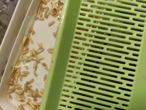 Customer photo review of KittyGrass™ Indoor Cat Garden