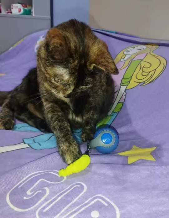 Customer photo review of Pelota interactiva para gatos