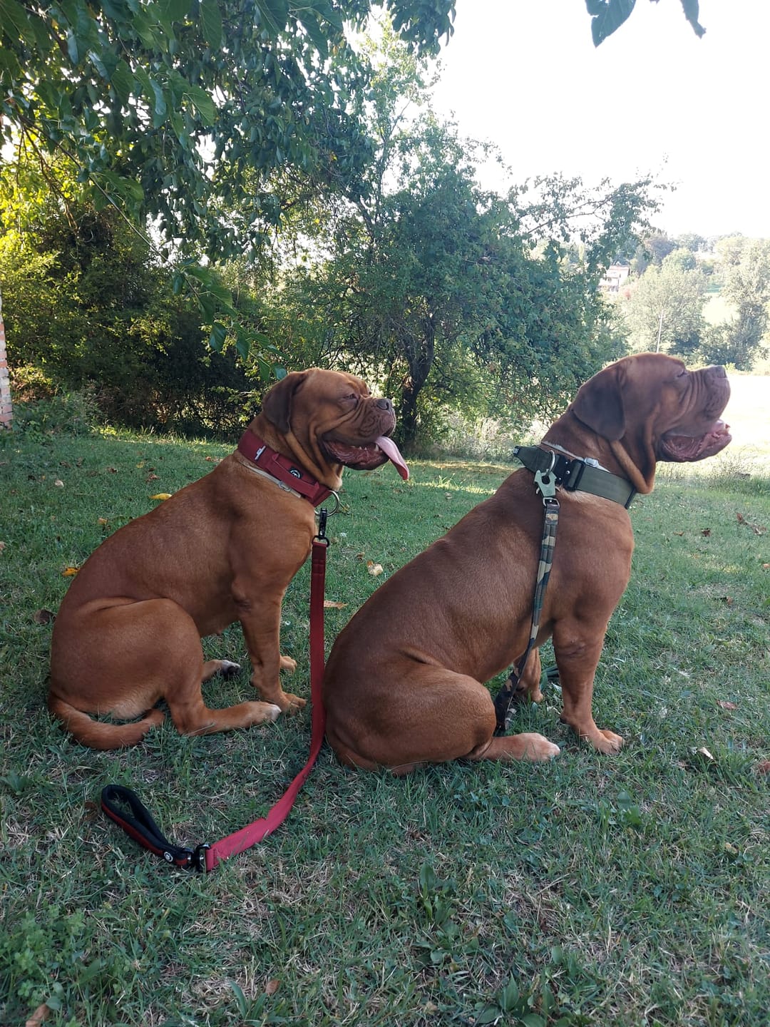 Customer photo review of 1.2m Mini Combat® Leash - Burgundy