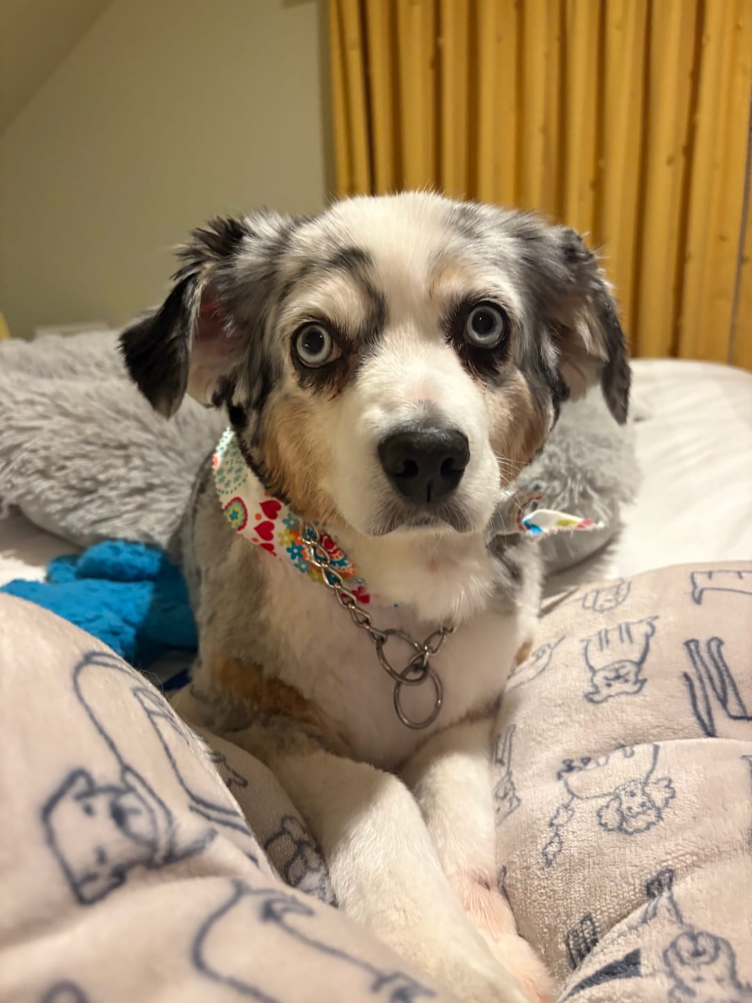 Customer photo review of Daily Healthy-Aging Support for Aging Dogs