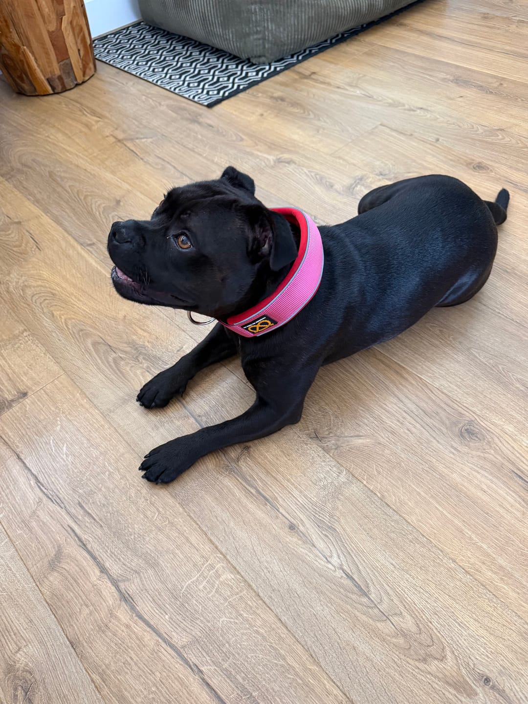 Customer photo review of Staffordshire Bull Terrier 1935® Martingale Collar - Lipstick Edition - Fuchsia & Red