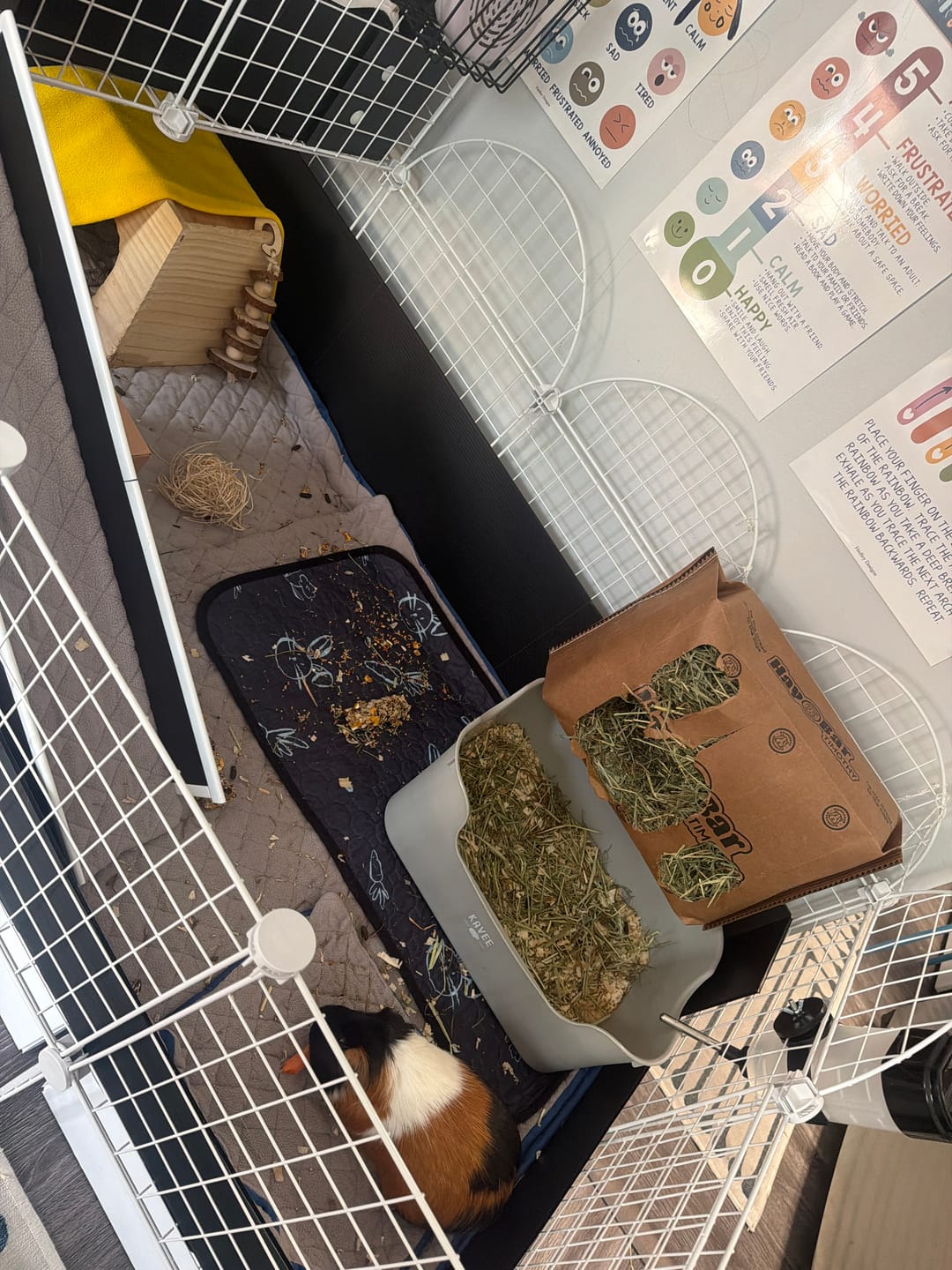 Customer photo review of Subscription - GuineaDad Timothy Hay Bar for Guinea Pigs (5 Pack)