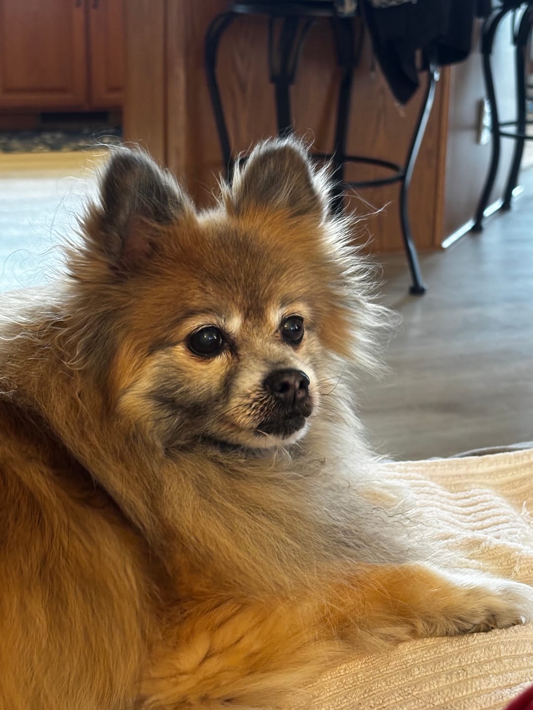 Customer photo review of Pup Labs ProDenta®