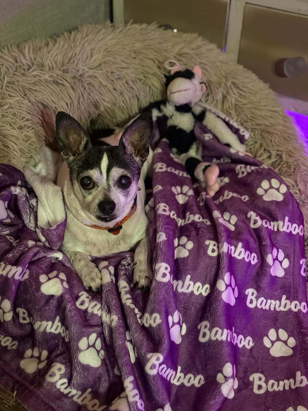 Customer photo review of Personalized Dog Name Blanket, Custom Checker Design, Plush Fleece