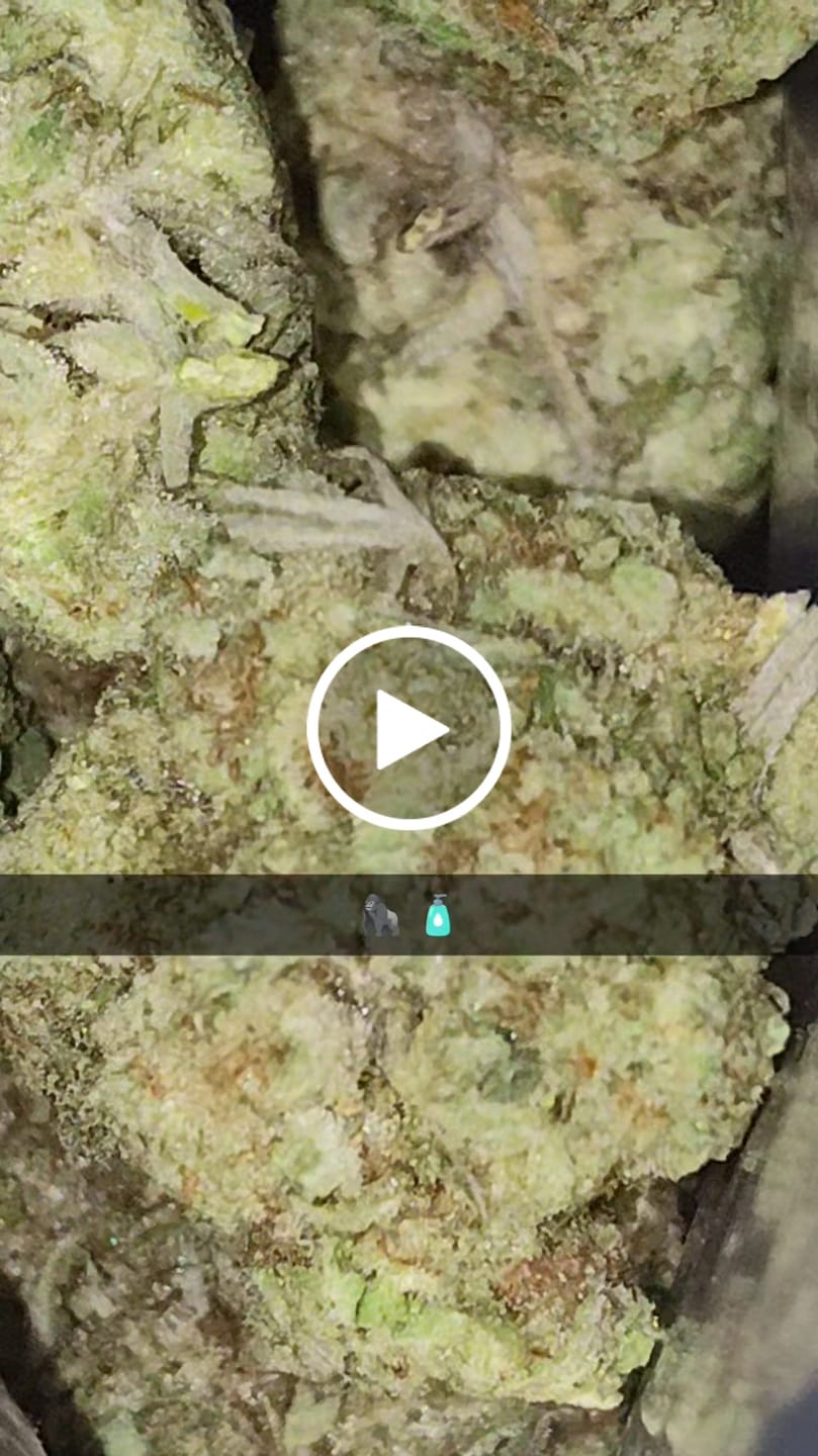 Customer video review of Gorilla Glue THCA Flower