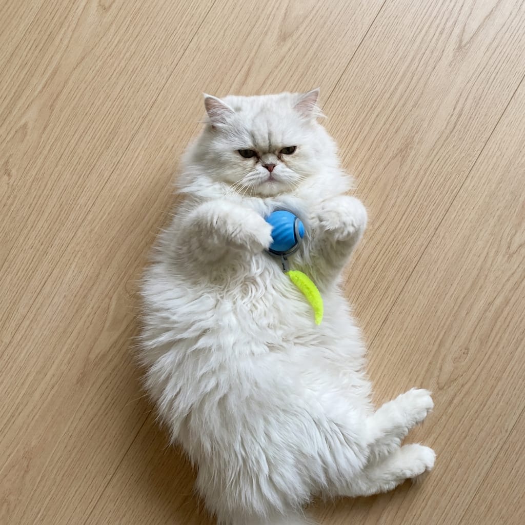 Customer photo review of Pelota interactiva para gatos