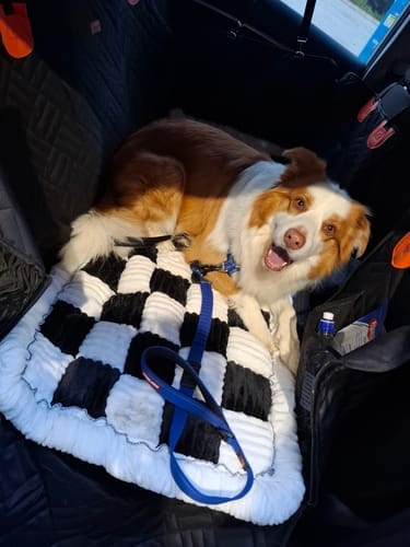 Customer photo review of Custom-Fit Travel Bed