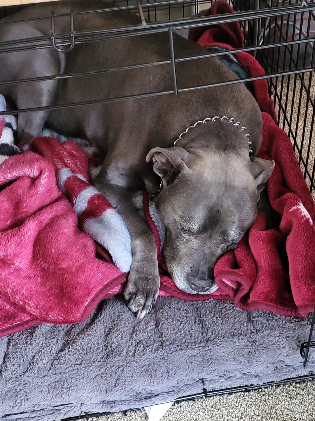 Customer photo review of 6 Inch Standard Bully Sticks