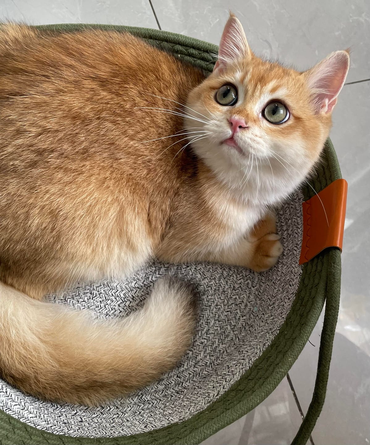 Customer photo review of Rattan Cat Bed