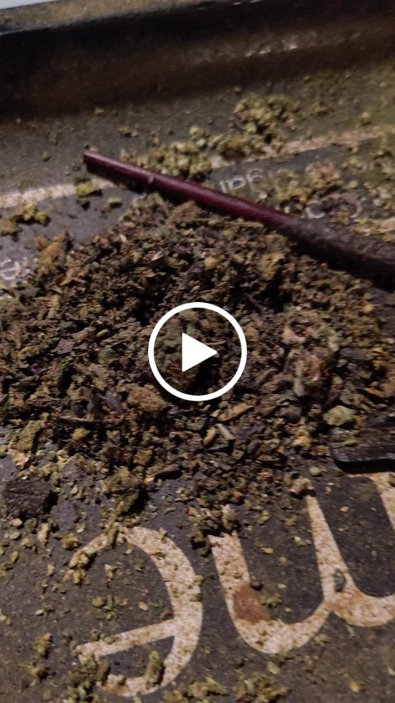 Customer video review of (Buy 1 Get 2 Free) No4. Purple Cream THCa Shake