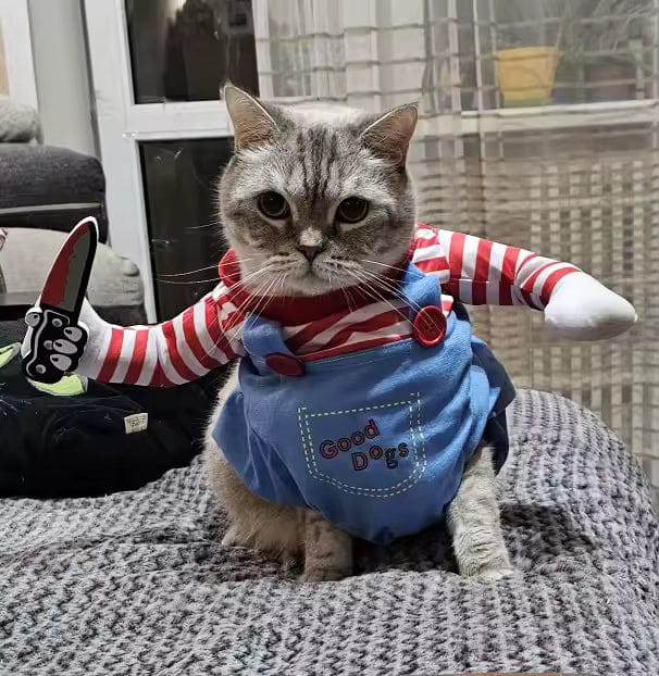 Customer photo review of Disfraz "Muñeco Diabólico" para gatos