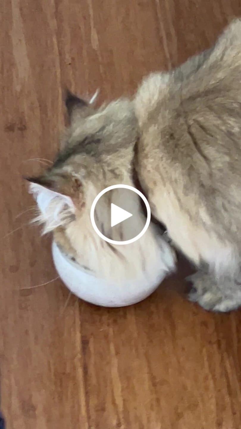 Customer video review of HealthyMouth® Water Additive for Cats (Clinically Proven, VOHC Accepted)