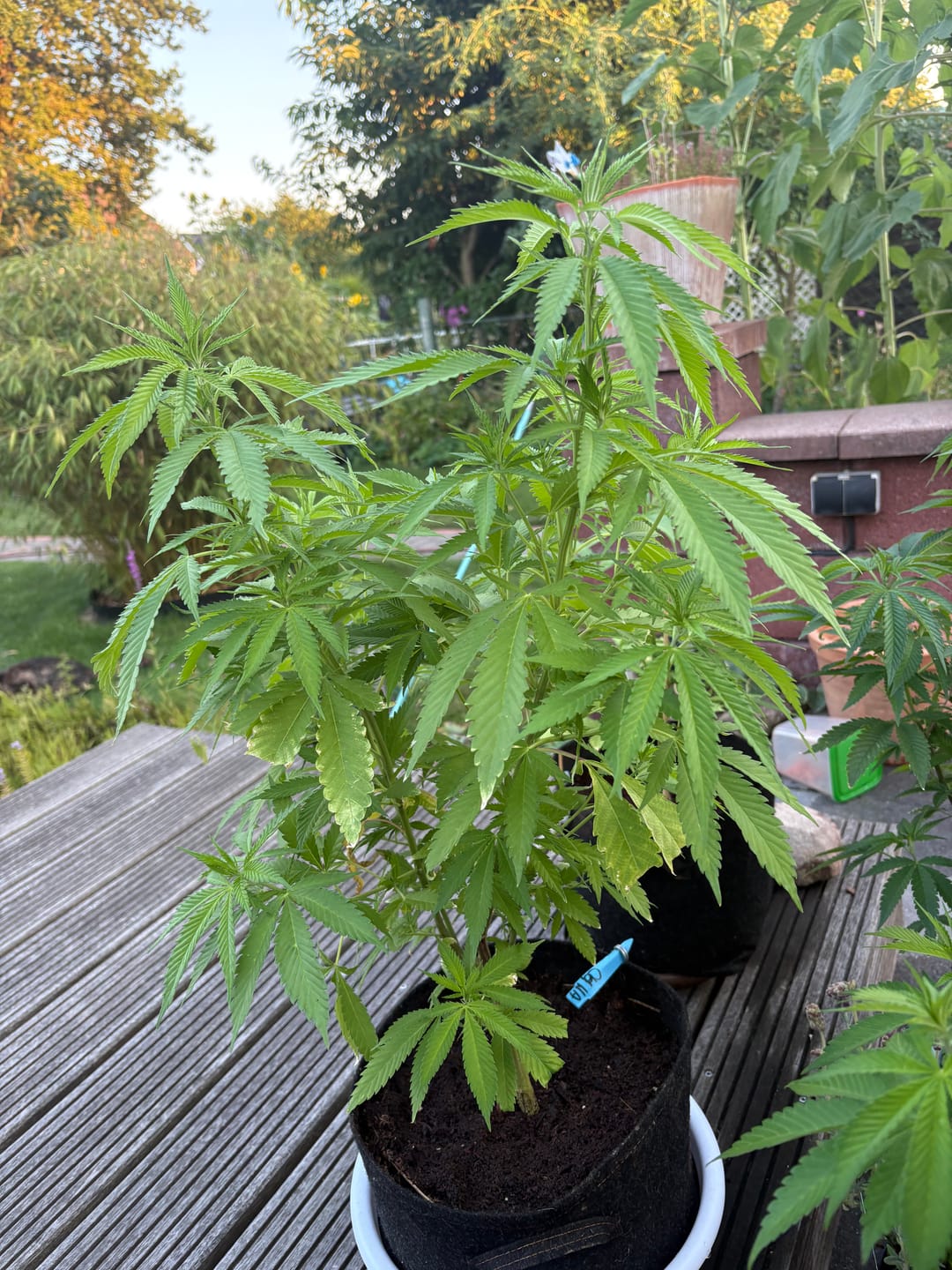 Customer photo review of Hanfstecklinge | Chocolate Haze