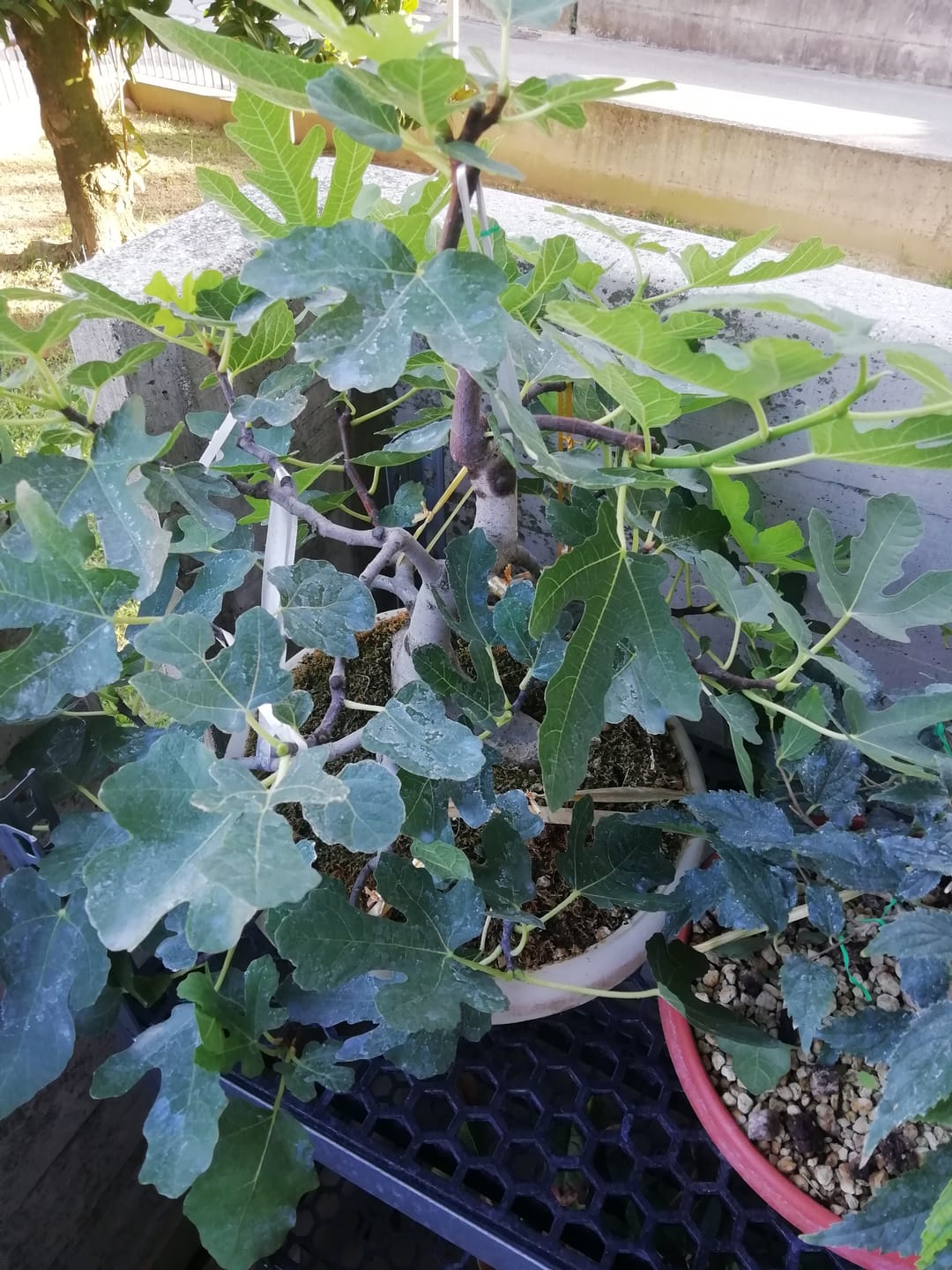 Customer photo review of SUPREMACY CB® TERRICCIO SUBSTRATO PER BONSAI LATIFOGLIE PREMIUM