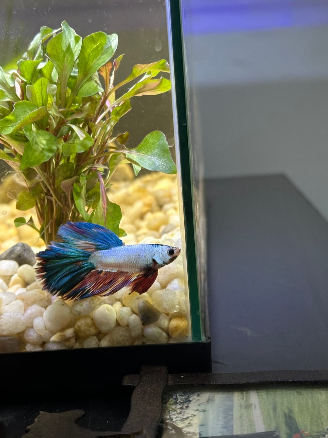 Customer photo review of Multicolor Halfmoon Male Betta Fish | High Grade | Order Directly From Farm |  You Pick Fish |