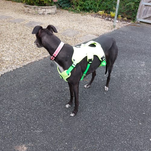 Customer photo review of Escape proof Harness (3 Strap)