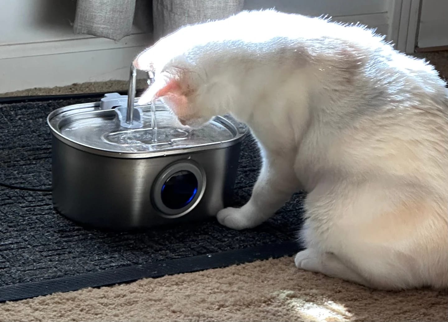 Customer photo review of Vetra™ Stainless Steel Water Fountain