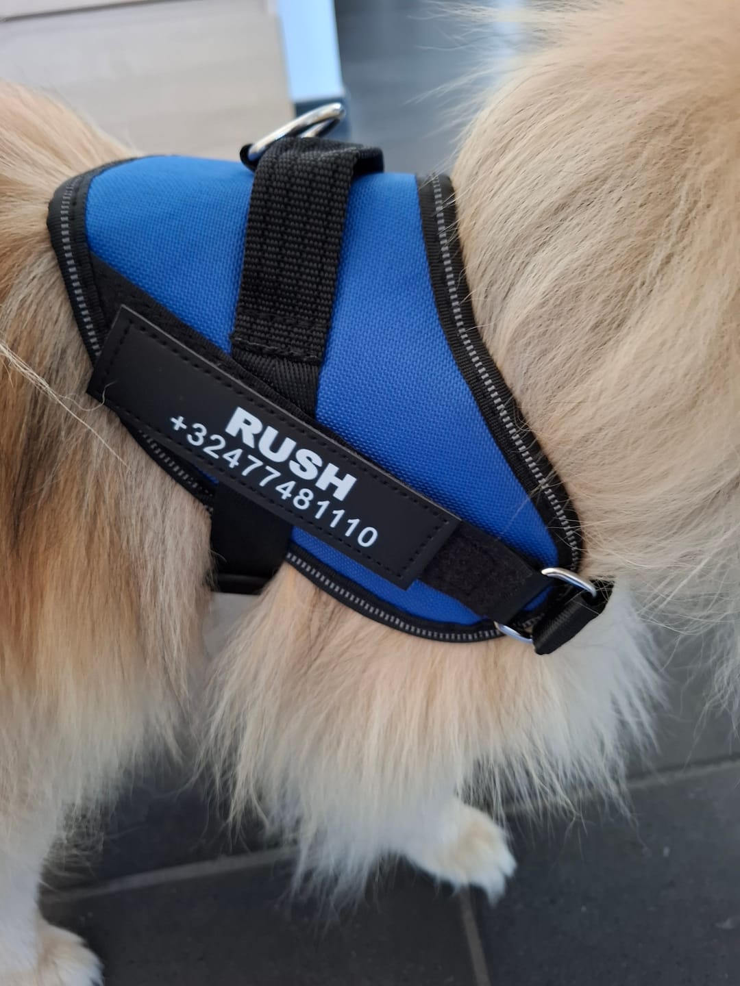Customer photo review of PawGuard - Gepersonaliseerd Hondentuigje