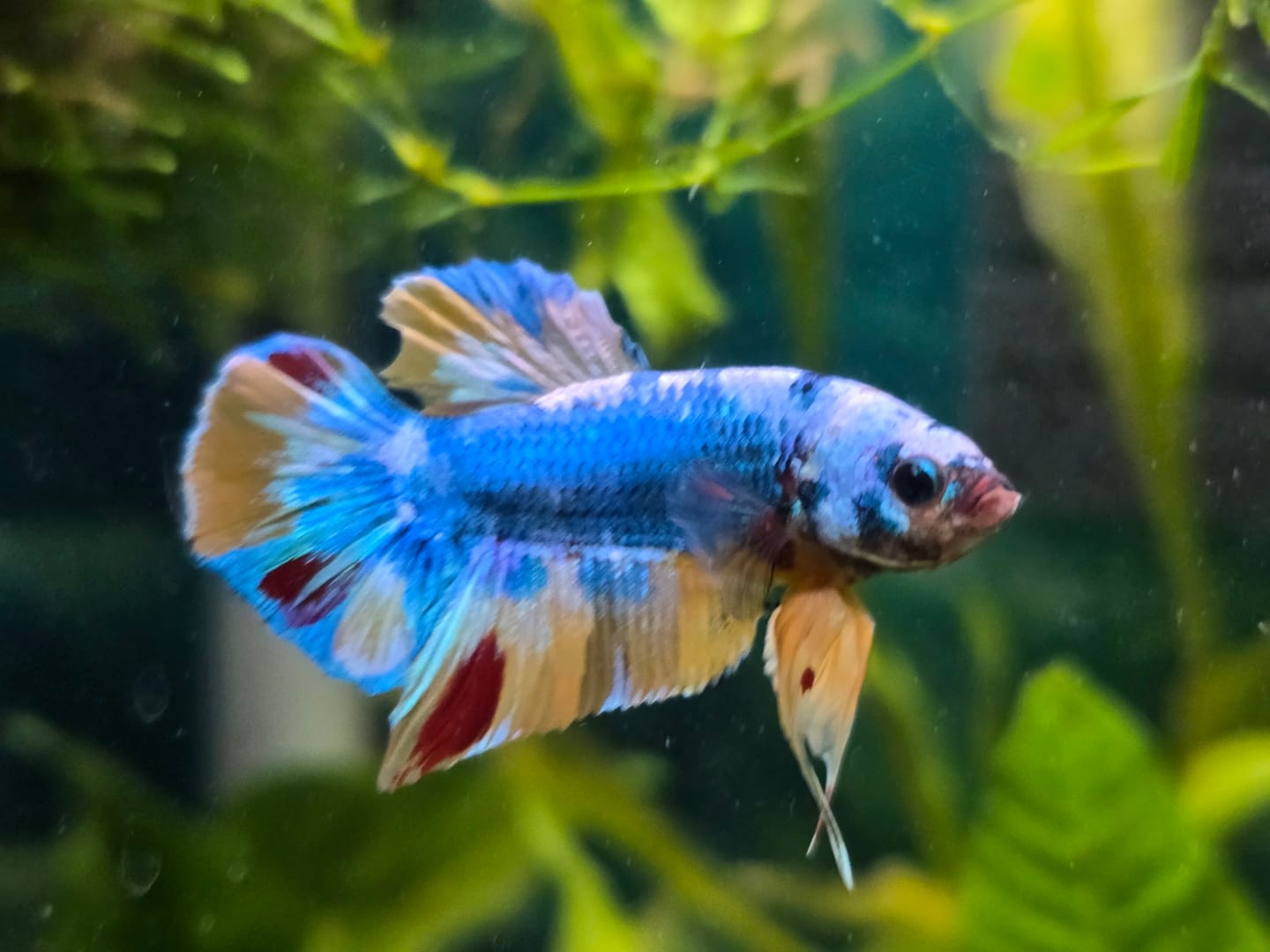 Customer photo review of Multicolor Yellow Base Plakat Male Betta Fish | Order Directly From Farm |  You Pick Fish