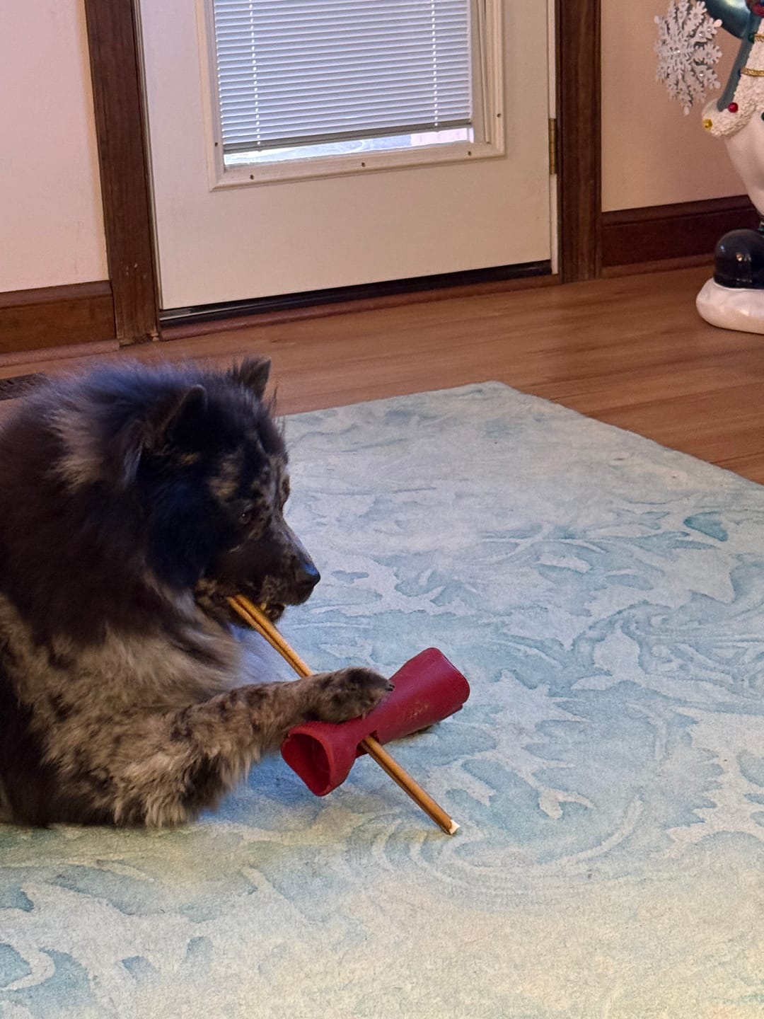 Customer photo review of 6 Inch Thick Bully Stick