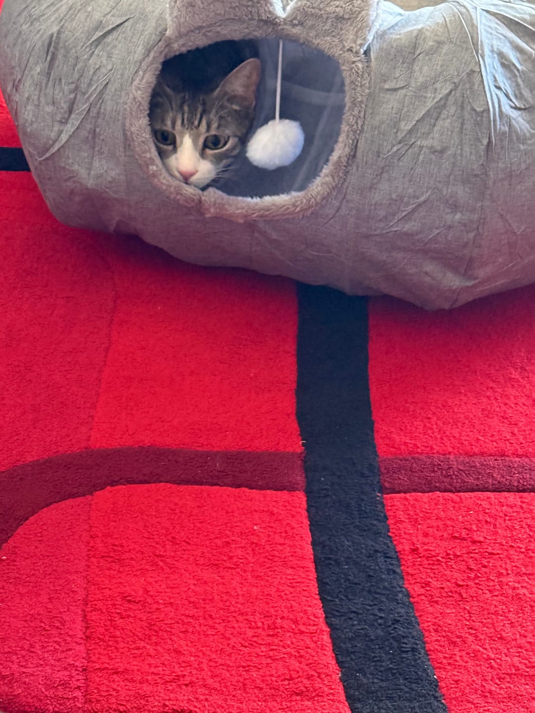 Customer photo review of Large Cat Tunnel Bed Multi-Functional Toy Interactive Pet Playhouse Indoor