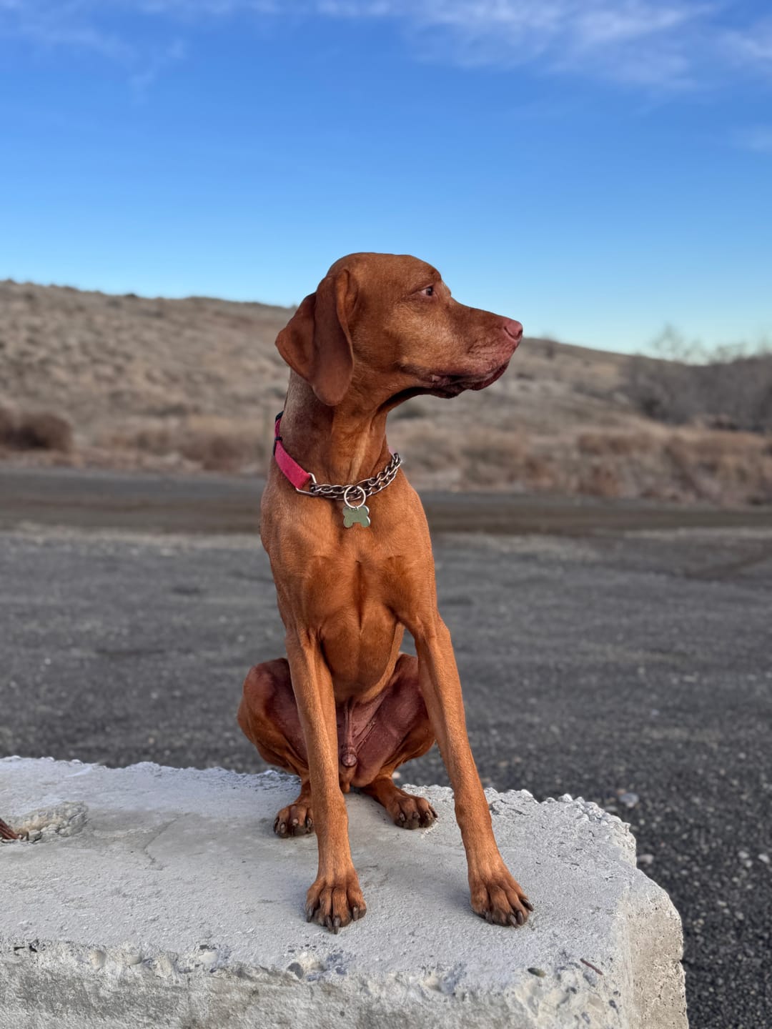 Customer photo review of Daily Healthy-Aging Support for Aging Dogs