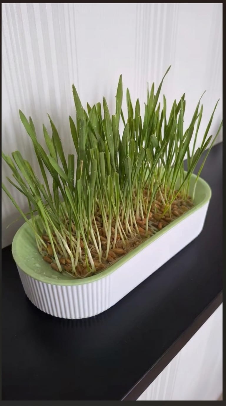 Customer photo review of KittyGrass™ Indoor Cat Garden