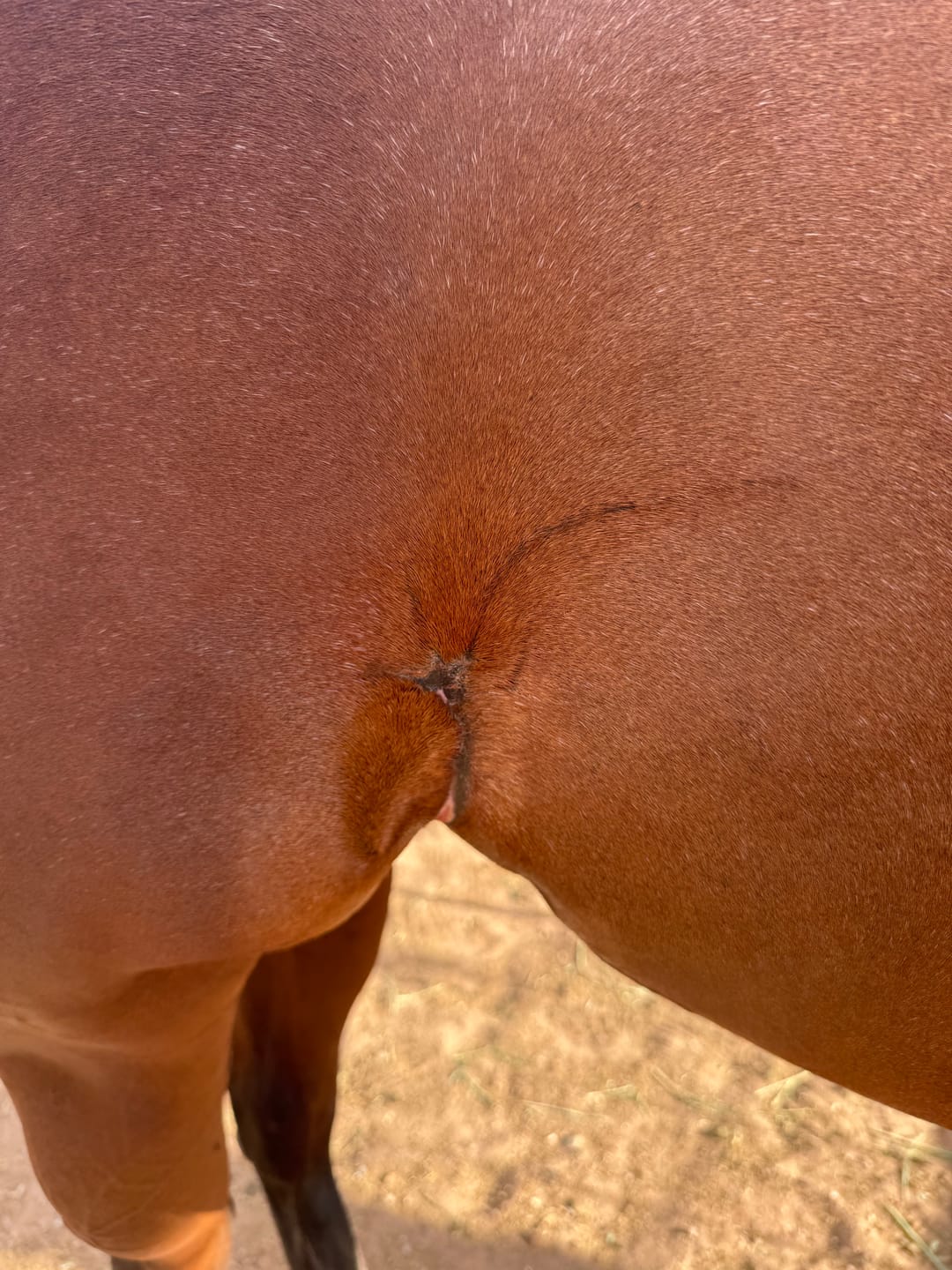 Customer photo review of OptiWize Collagen +Plus Horse Joint Supplement