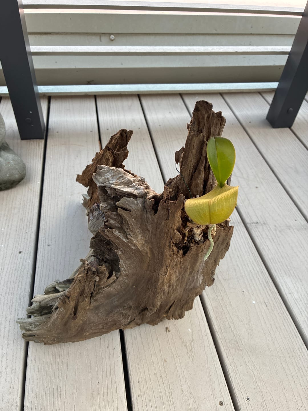 Customer photo review of Orchid Mist Foliar Feed