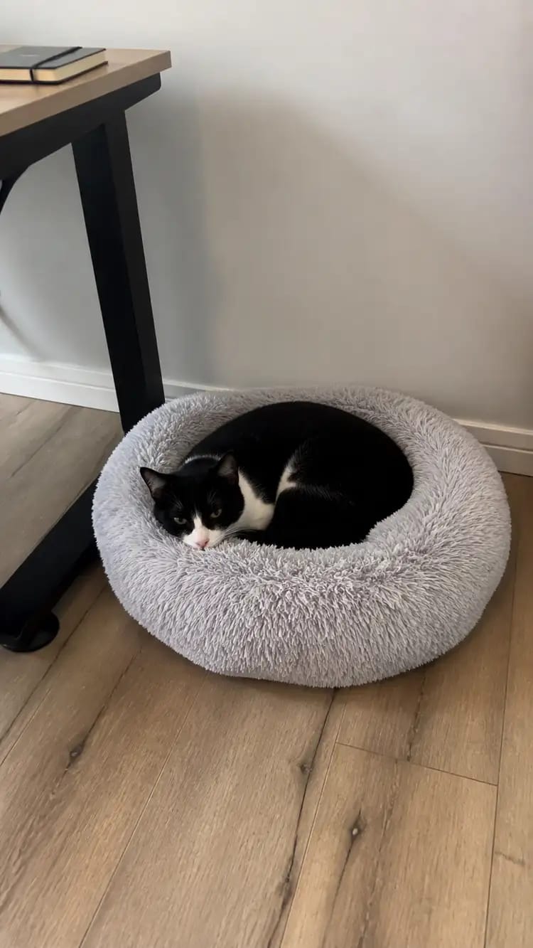 Customer photo review of SnuggleSoft Orthopedic Calming Pet Bed