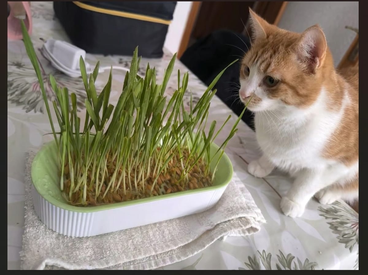 Customer photo review of KittyGrass™ Indoor Cat Garden