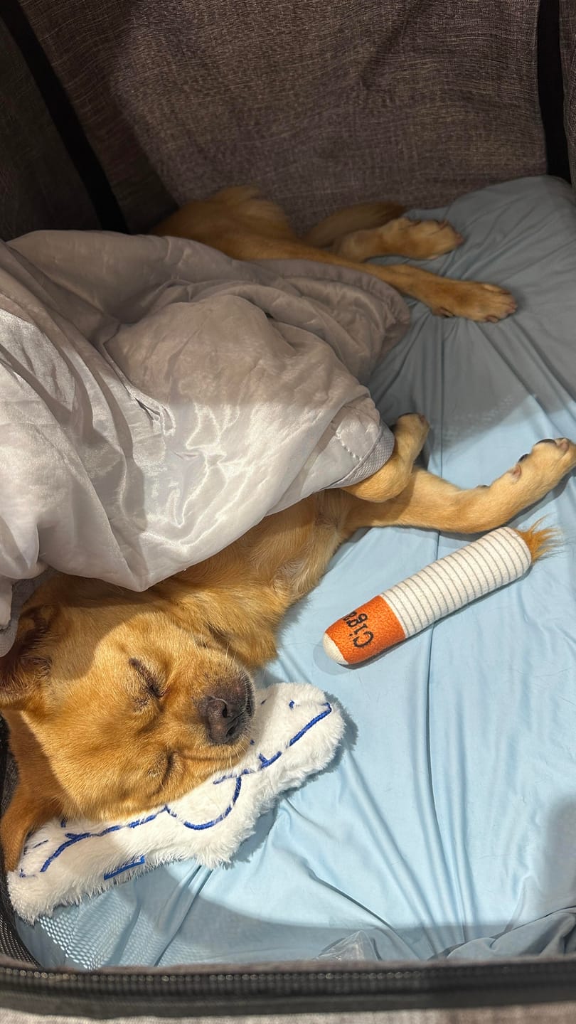Customer photo review of Plush Cigarette Toy Set