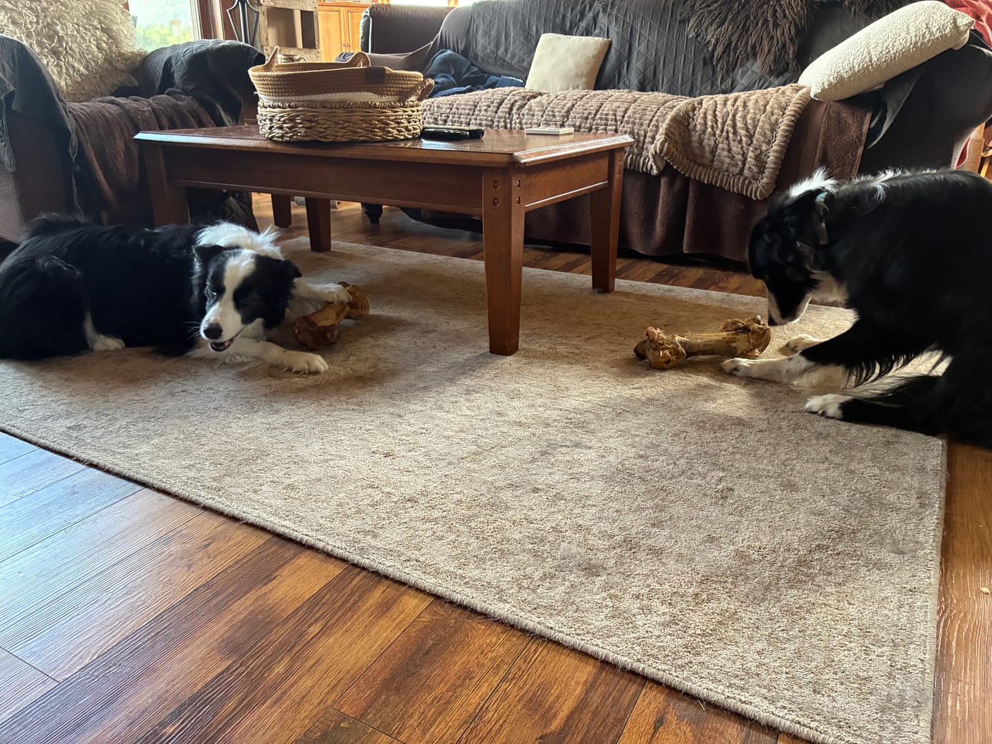 Customer photo review of Ostrich Hip Bone (12" x 5"x 3”): The Durable, Flavor-Packed Chew for Medium & Large Dogs