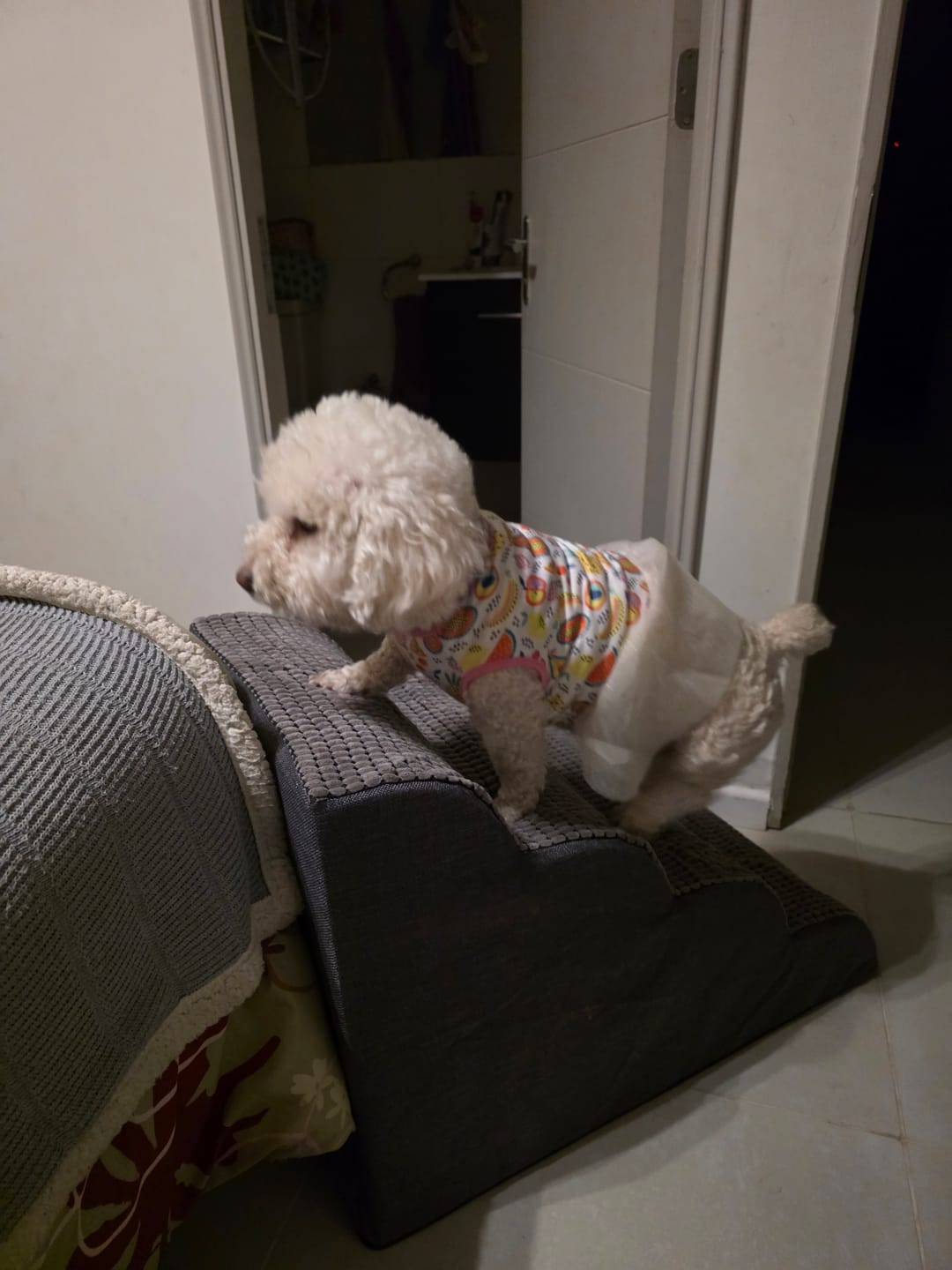 Customer photo review of Rampa Pendiente Suave THE DOGS