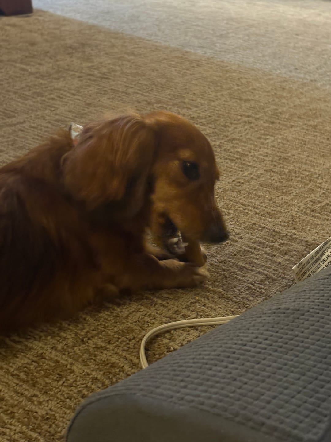 Customer photo review of Beef Collagen Sticks 6-Inch | Joint Support & Dental Health Dog Chew