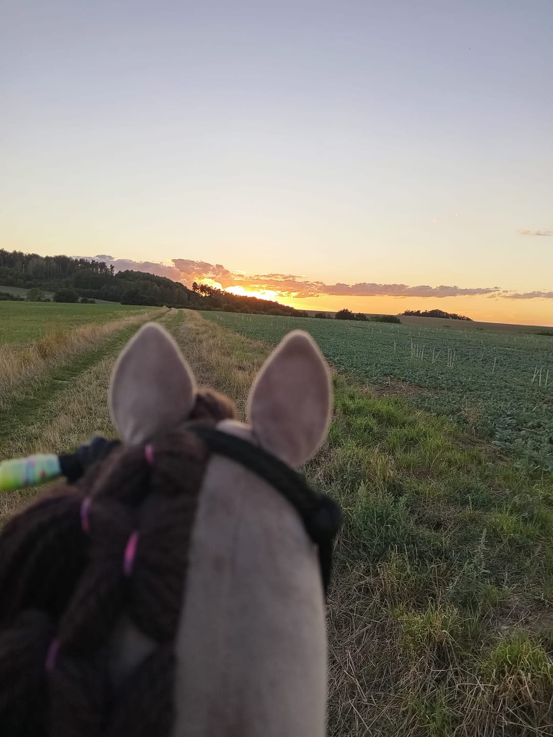 Customer photo review of Hobby Horse Guccini with Black Halter