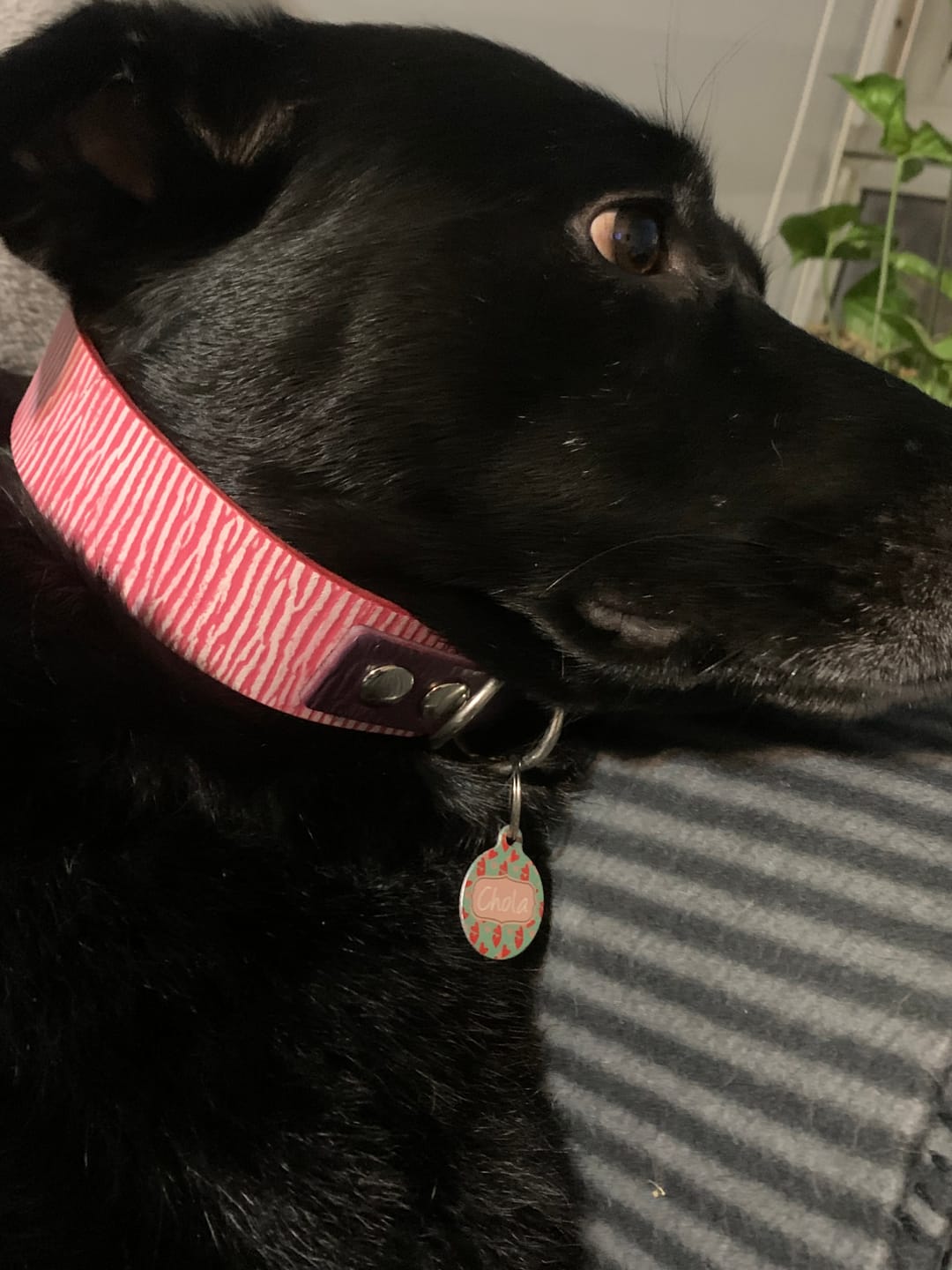 Customer photo review of Collar Duke Rosado Corrugado/Morado Corrugado