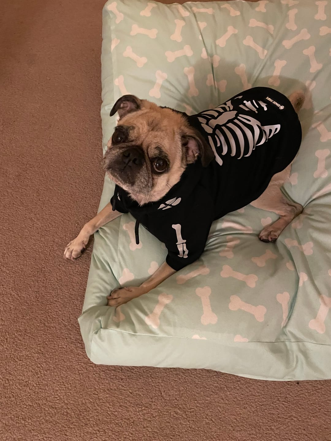 Customer photo review of Halloween Dog Hoodie - Reflective Skeleton