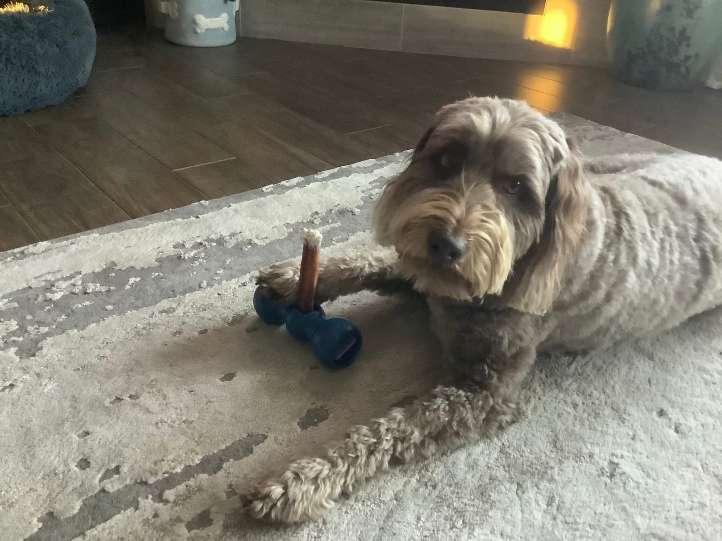 Customer photo review of 6 Inch Jumbo Bully Stick