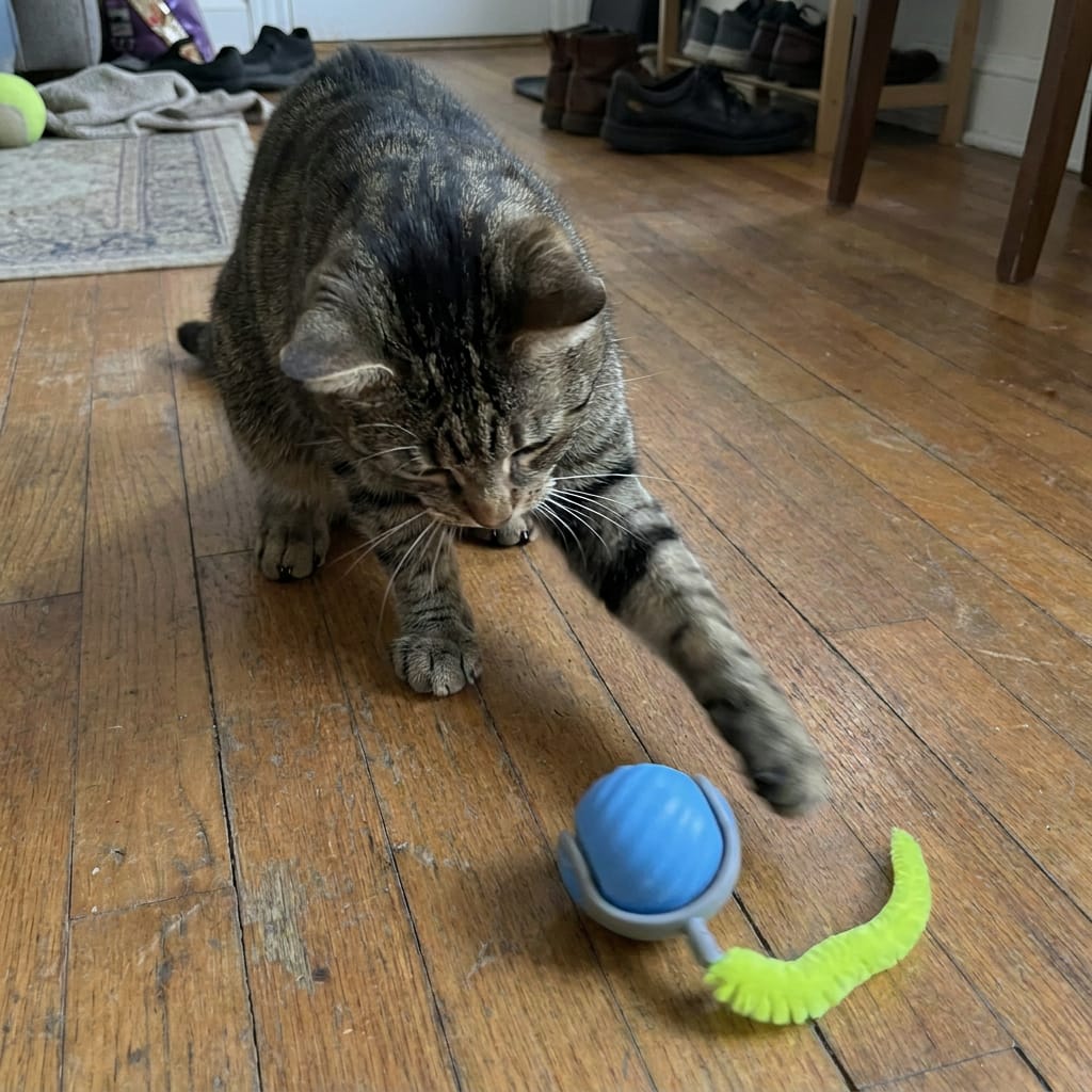 Customer photo review of Pelota interactiva para gatos